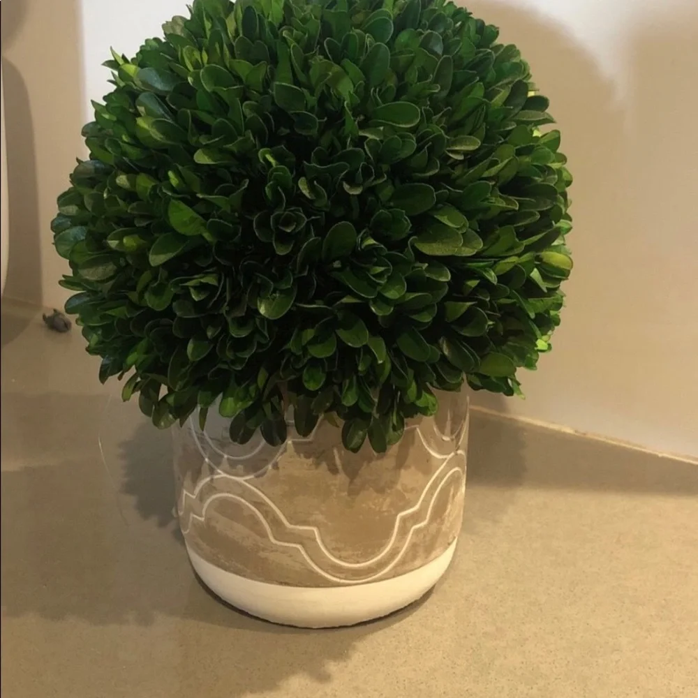 Dried boxwood topiary - Picture 1 of 2